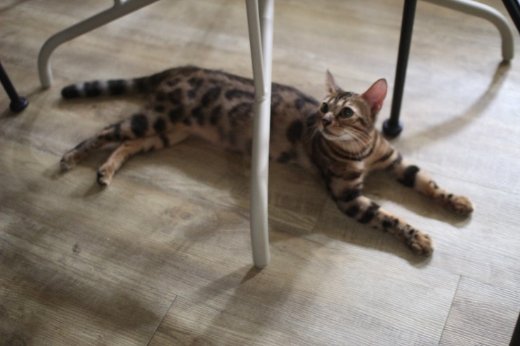 뱅갈고양이 브라운 뱅갈고양이 아이들^^ 관련 이미지 4