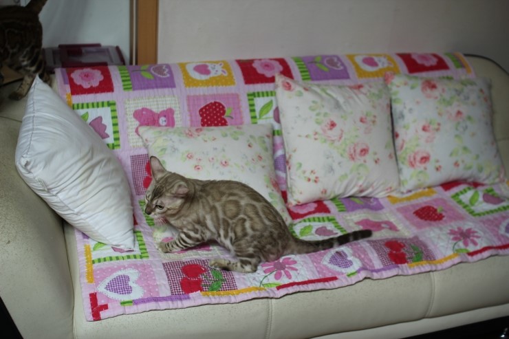 실밍크 뱅갈고양이 킹 입니다~ 관련 이미지 3