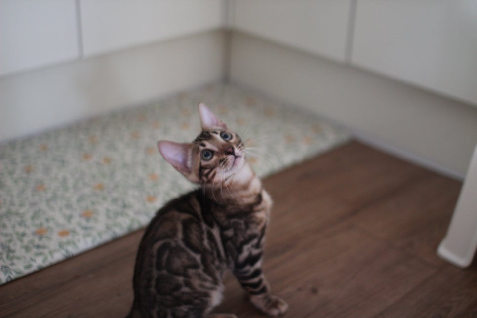 뱅갈고양이 강아지들 등장이요~~ 관련 이미지 18