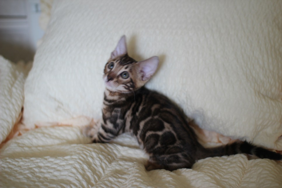 브라운 뱅갈고양이 남아1 분양해요~ 관련 이미지 2