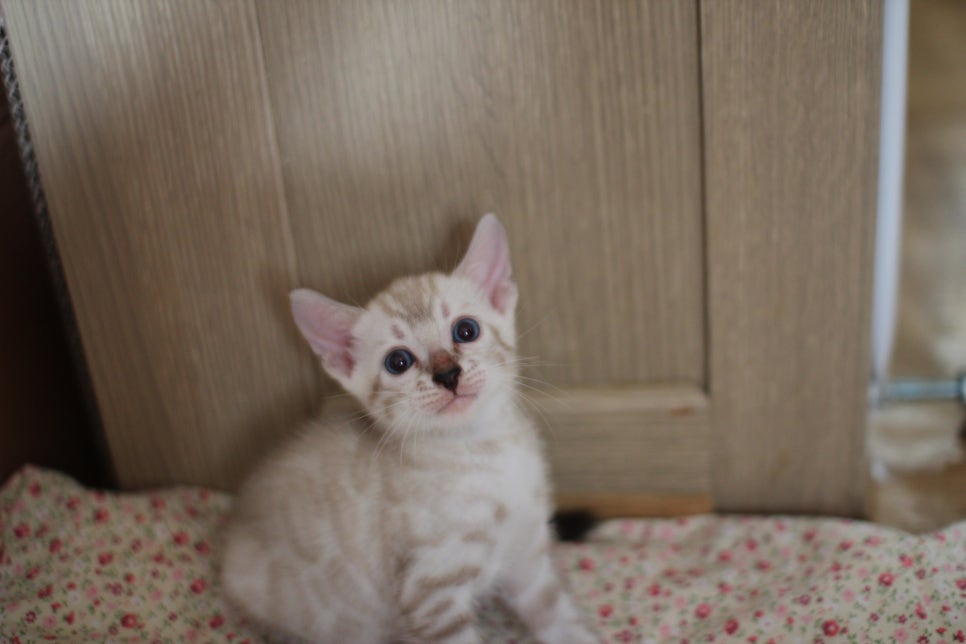 스노우뱅갈고양이 여아 분양해요~ 관련 이미지 7