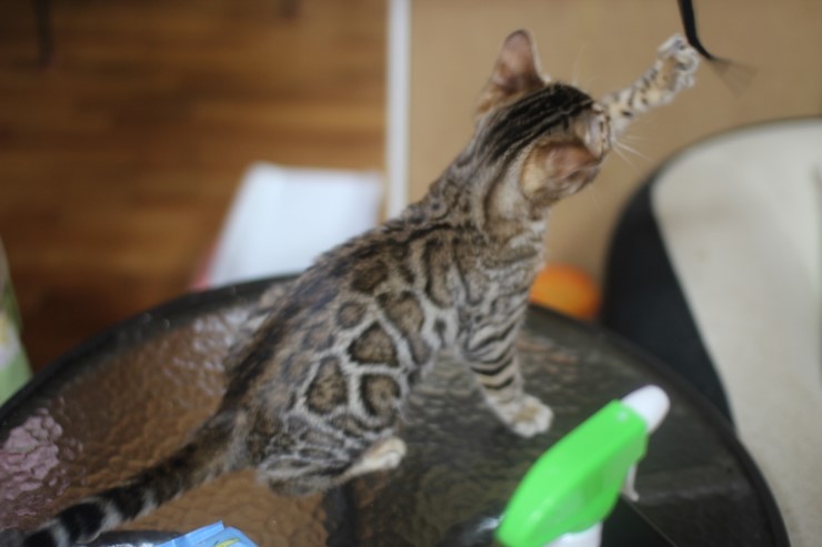 뱅갈고양이 키퍼 여아 리엔이예요^^ 관련 이미지 5