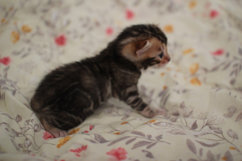 아가 뱅갈고양이 벌써부터 개냥이에 모습이~ 관련 이미지 14