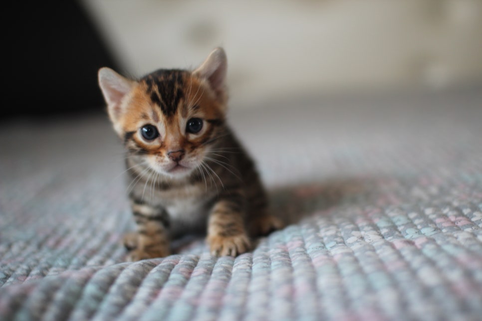 뱅갈고양이분양 동화속에 나오는 아이들! 관련 이미지 14