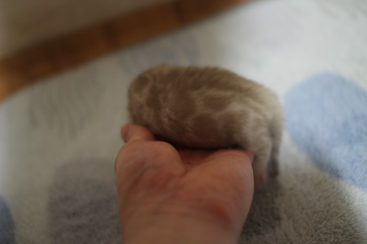 실밍크 스노우 뱅갈고양이 꼬물이 남아 입니다~ 관련 이미지 4