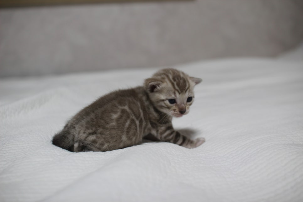 밍크뱅갈고양이 여아 분양 합니다~ 관련 이미지 6