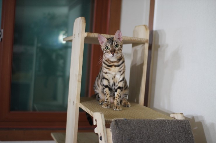 뱅갈고양이,뱅갈고양이 분양,미녀 뱅갈고양이들 입니다^^ 관련 이미지 1