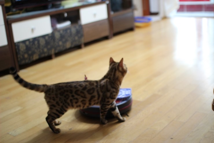 날도 많이 풀렸으니 베란다에서 놀거라 ㅎㅎ 관련 이미지 1