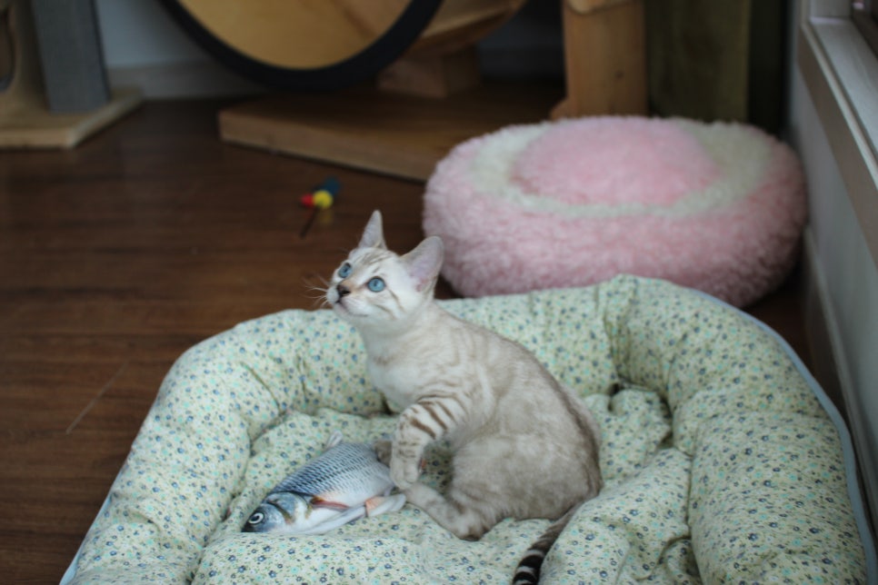 스노우뱅갈고양이 남아 분양해요~ 관련 이미지 6