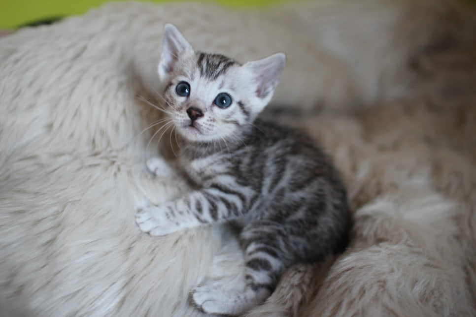 뱅갈고양이 분양 부티가 흘러요 흘러~ 관련 이미지 11