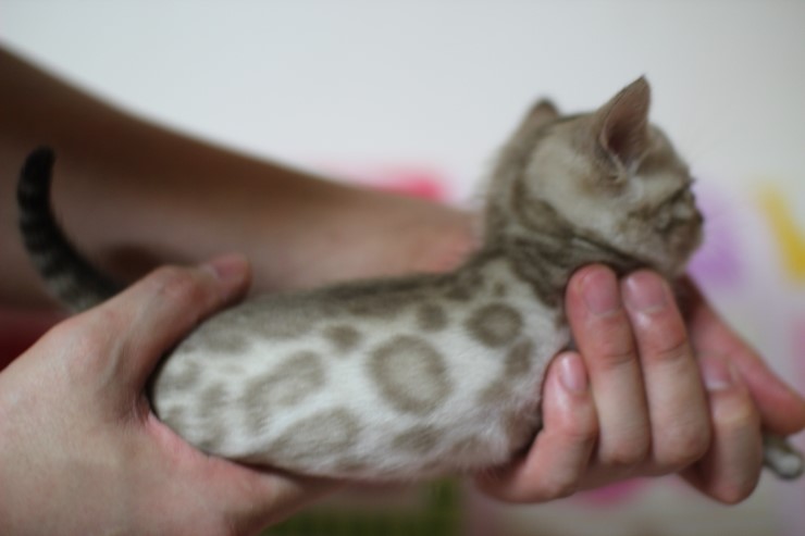 뱅갈고양이 분양 진정한 개냥이란? 관련 이미지 30