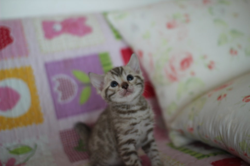 스노우뱅갈고양이 분양 오늘 빠져들어 볼까요? 관련 이미지 3