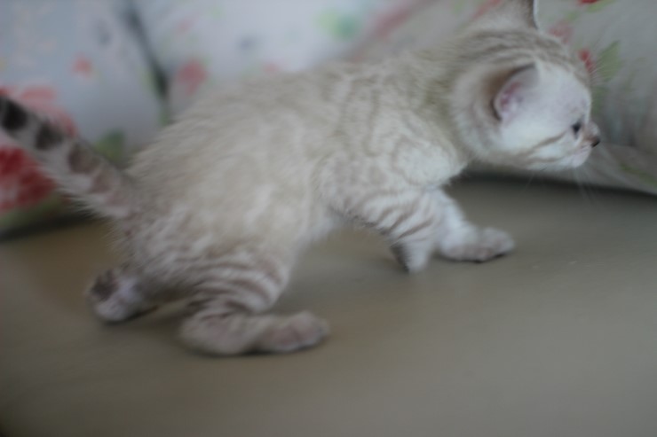 스노우 뱅갈고양이 흰둥이 예약 분양 합니다~ 관련 이미지 5