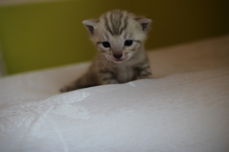 실밍크뱅갈고양이 여아 얼굴 빼~꼼 관련 이미지 1