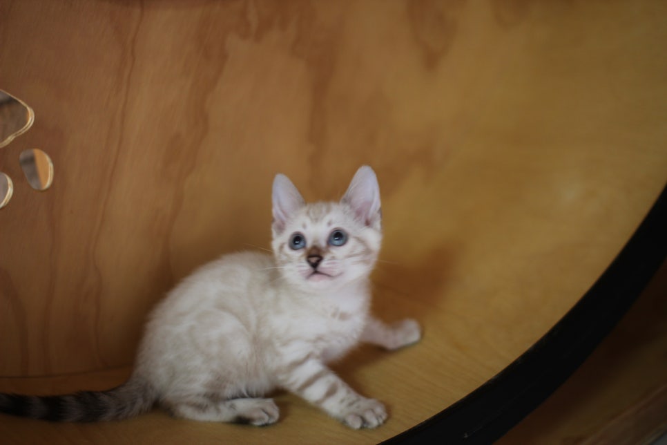 뱅갈고양이분양 무늬와 건강이 최고 관련 이미지 17