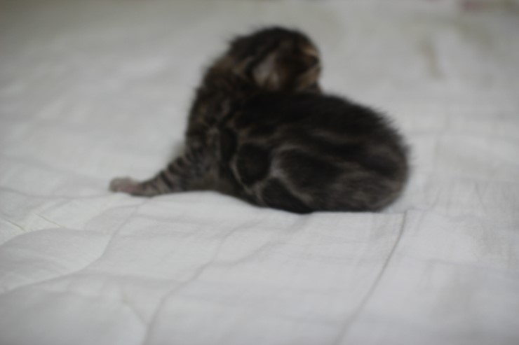 뱅고양이 남매예요~ 관련 이미지 1