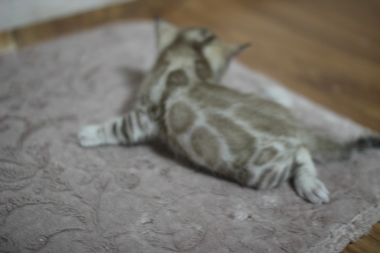 스노우 밍크 뱅갈고양이 남아예요~ 관련 이미지 1