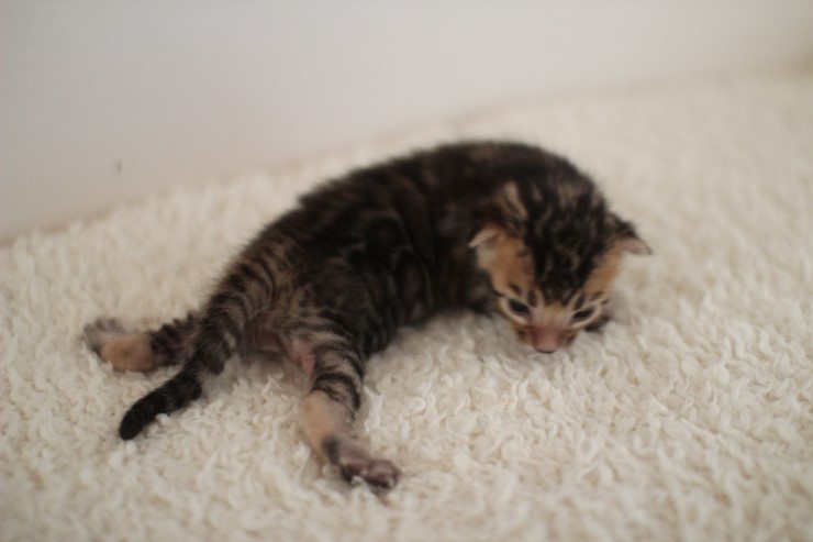 뱅갈고양이 꼬물이 남아예요~ 관련 이미지 7