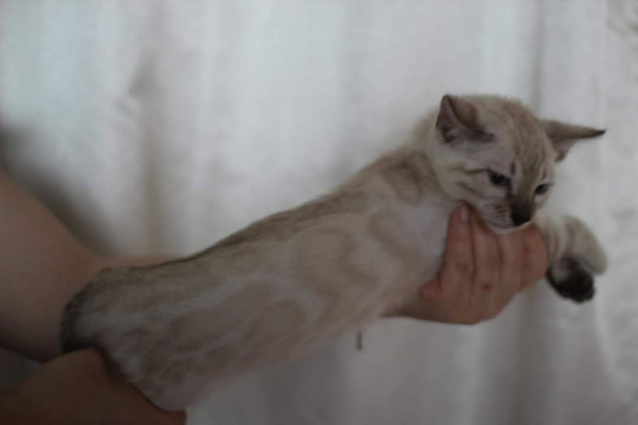 스노우뱅갈고양이 분양 소유캐터리로 오세요! 관련 이미지 12