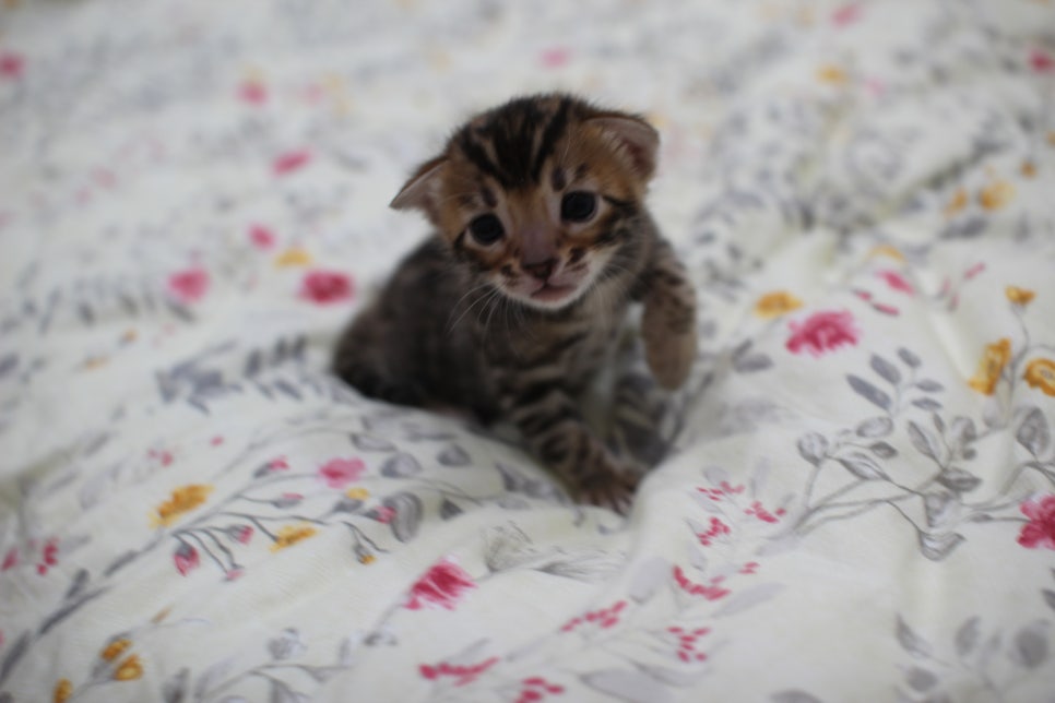 브라운 뱅갈고양이 꽃미묘 꼬맹이들~ 관련 이미지 5