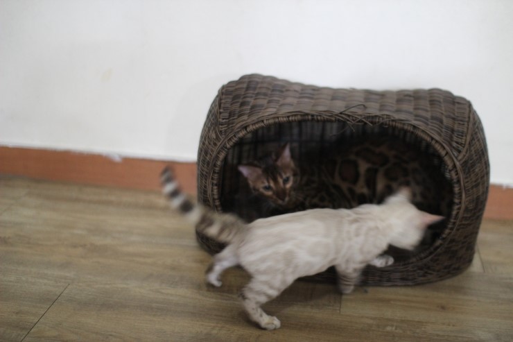 뱅갈고양이,뱅갈고양이 분양, 링컨이에 껌딱지 뱅갈고양이 초아~~~~ 관련 이미지 3