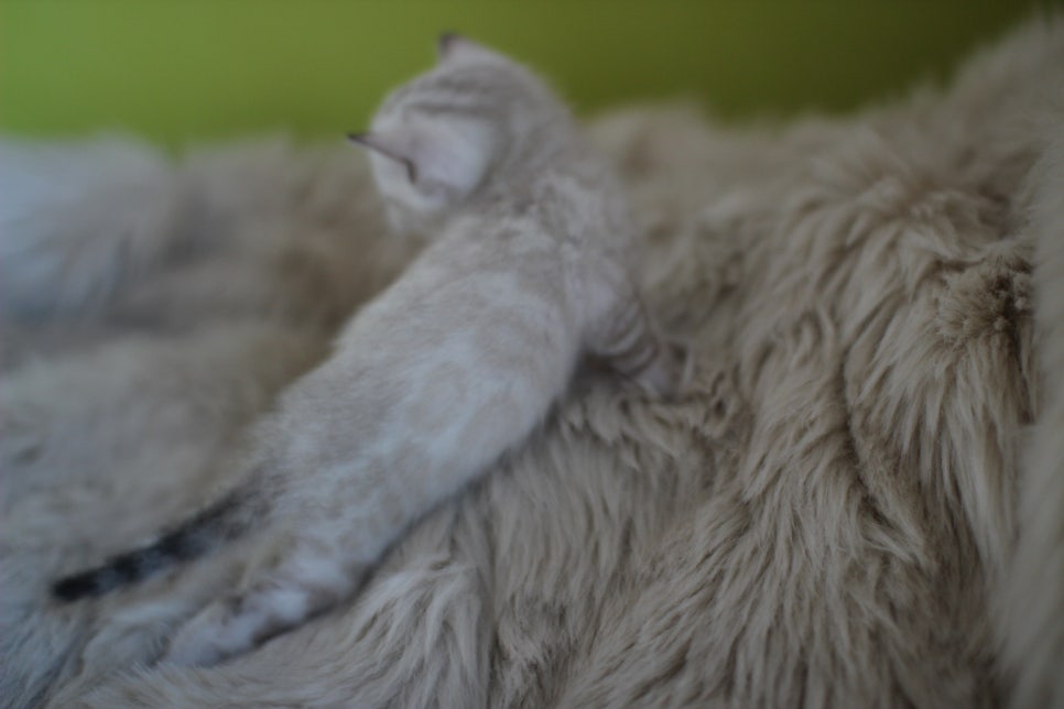 뱅갈고양이 분양 부티가 흘러요 흘러~ 관련 이미지 24