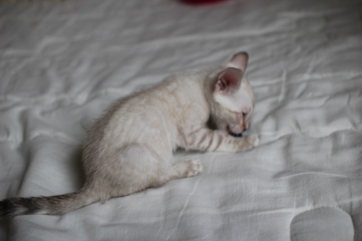 실링스 뱅갈고양이 키퍼 여아 입니다^^ 관련 이미지 12