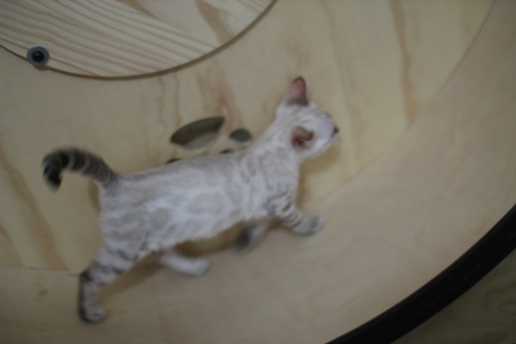 스노우뱅갈고양이 초아가 오늘부터 캣휠 선수가 됬습니다~~~ 관련 이미지 8