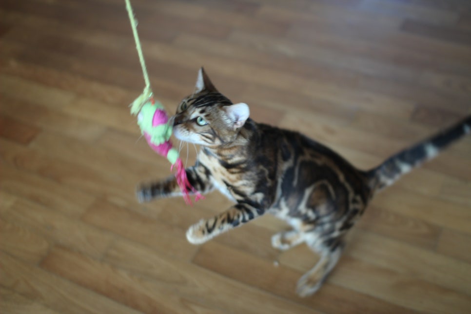 소유뱅갈캐터리 새로운 종묘가 될 남아 입니다~ 관련 이미지 10