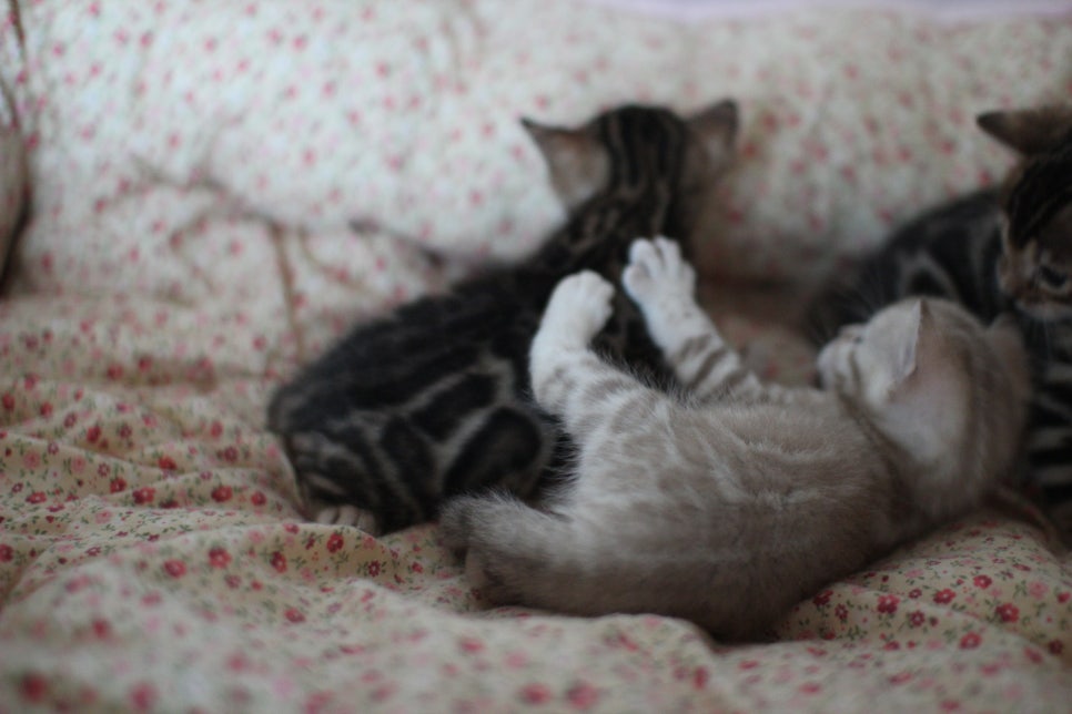 뱅갈고양이 꼬맹이들 사진전 ㅎㅎ 관련 이미지 33