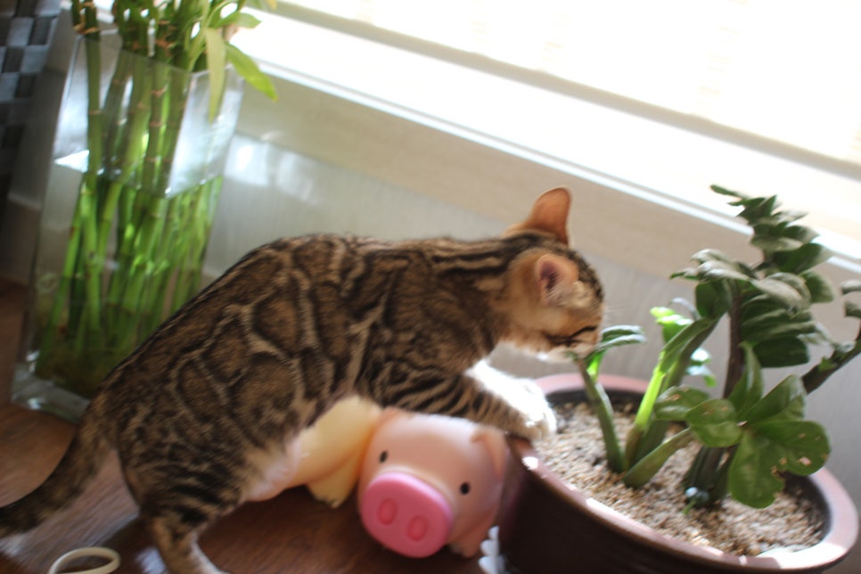 낯가림 제로 성격 최고 개냥이 뱅갈고양이 남아 분양해요~ 관련 이미지 3