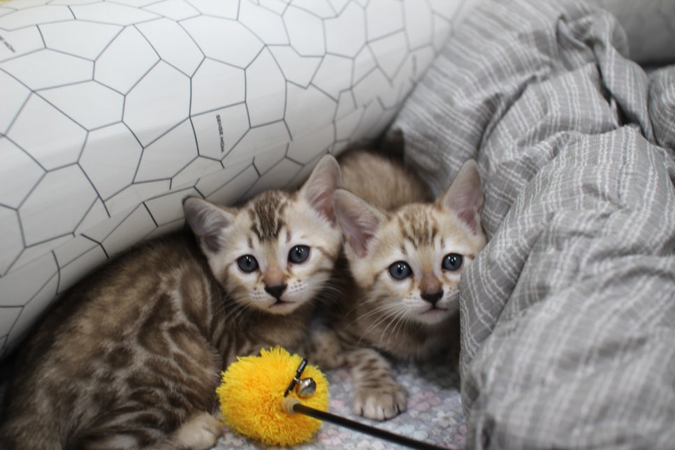 실밍크뱅갈고양이 자매 분양해요~ 관련 이미지 1