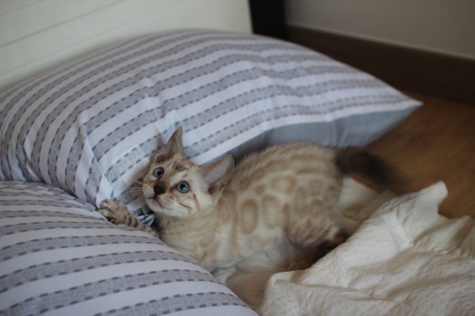 스노우뱅갈고양이 남아 재롱잔치 ㅎㅎ 관련 이미지 2