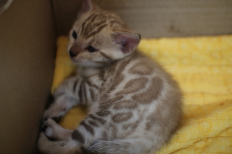 낮잠에 취해 있는 꼬맹이들~ 관련 이미지 1