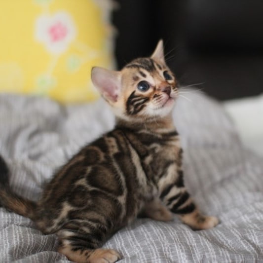 분양중인 뱅갈고양이 장군이 성장 모습~ 관련 이미지 4