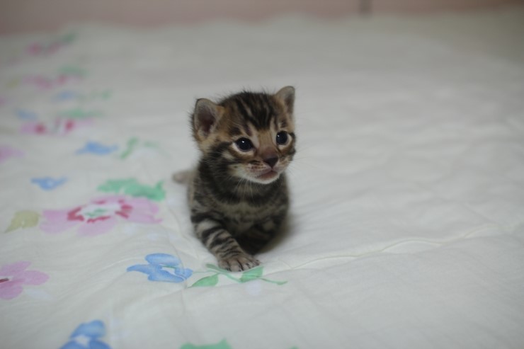 뱅고양이 남매예요~ 관련 이미지 14