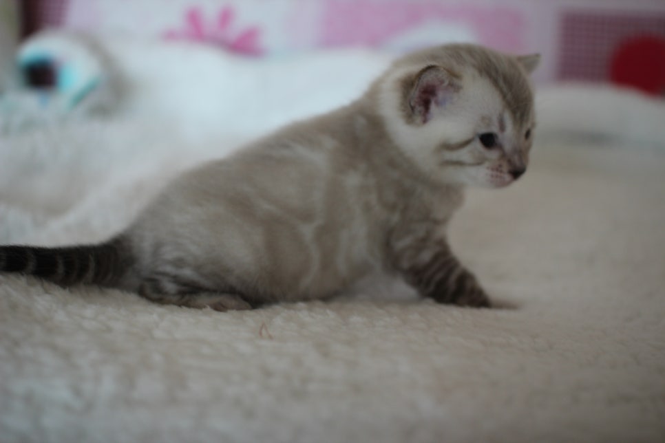 실링스 뱅갈고양이 남아 오늘 모습~ 관련 이미지 2