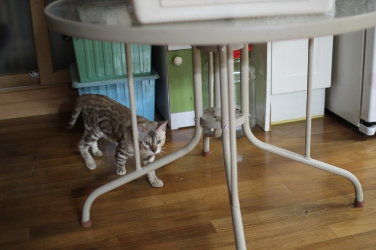 실밍크 뱅갈고양이 킹이예요~~ 관련 이미지 12