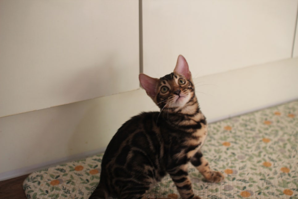 브라운 뱅갈고양이 분양중인 아이들 오늘 모습 입니다~ 관련 이미지 12