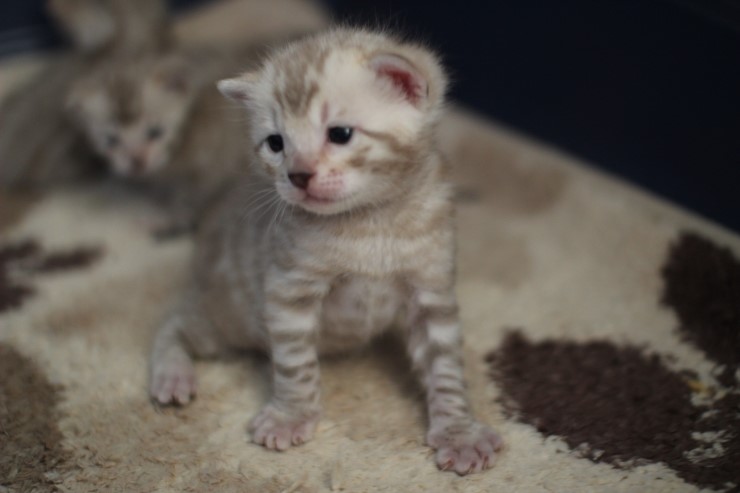 실밍크 스노우뱅갈고양이 분양 천사냥이 4남매 관련 이미지 9