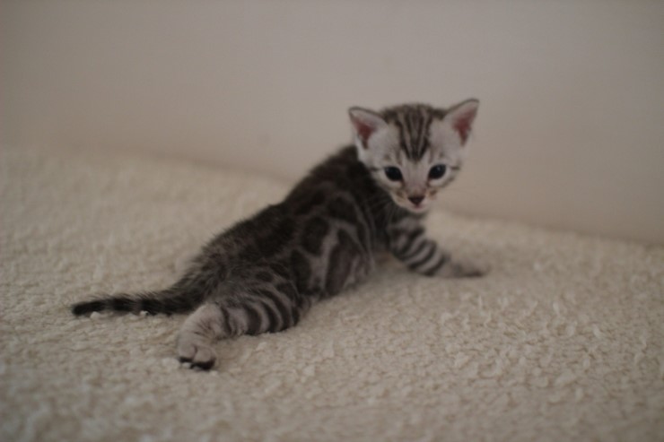 실버 뱅갈고양이 남아예요~ 관련 이미지 2