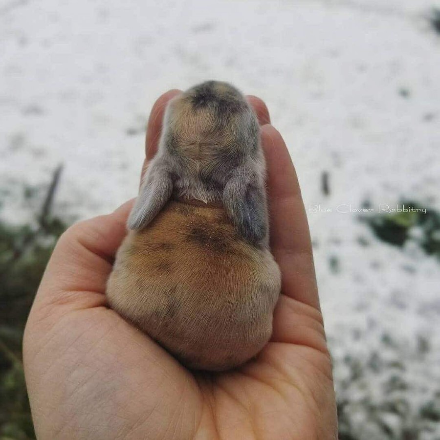 해외 귀여운 아가 토끼들~ 관련 이미지 3