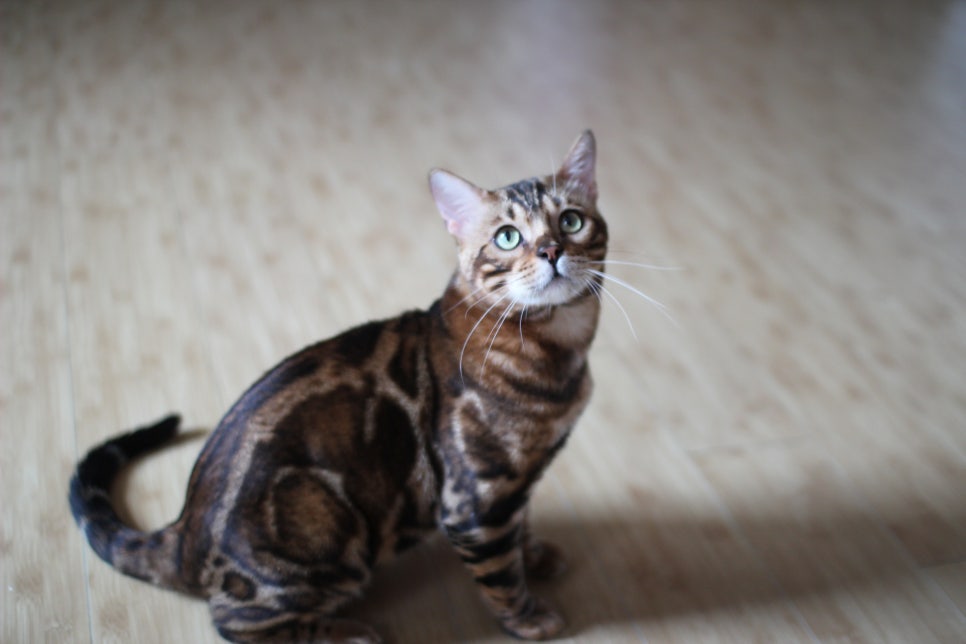 뱅갈고양이 블랙홀 강아지야 고양이야? ^^ 관련 이미지 4