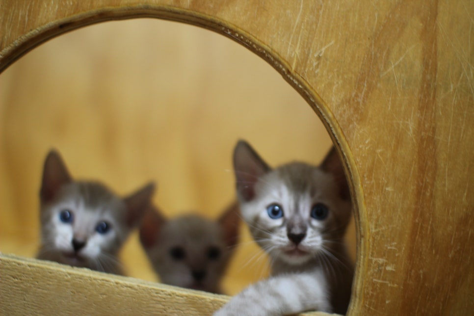 스노우뱅갈고양이 꼬맹이들~ 관련 이미지 3