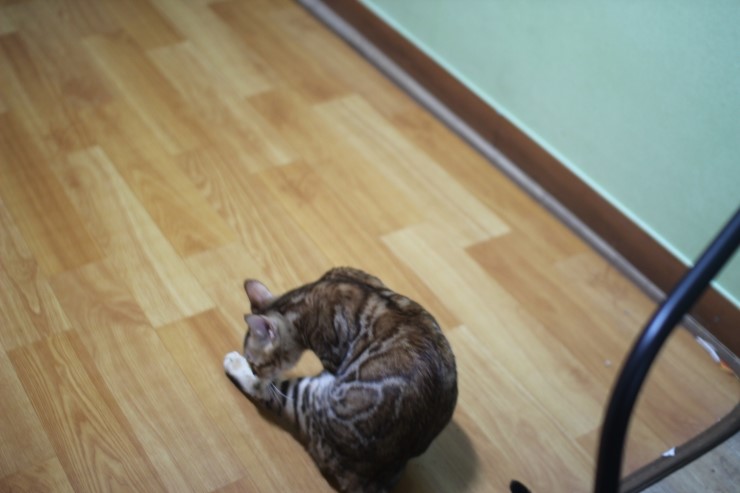 뱅갈고양이 울피와 카이예요~ 관련 이미지 3