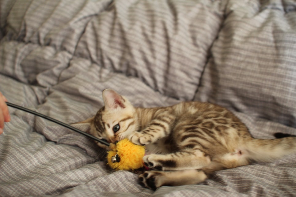 실밍크뱅갈고양이 여아 분양하고 있어요~ 관련 이미지 4