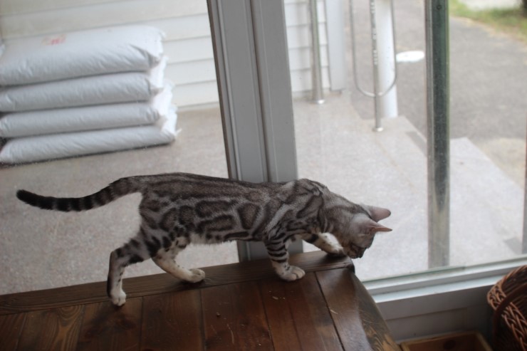 예약된 실버 뱅갈고양이 정용화~ 관련 이미지 1