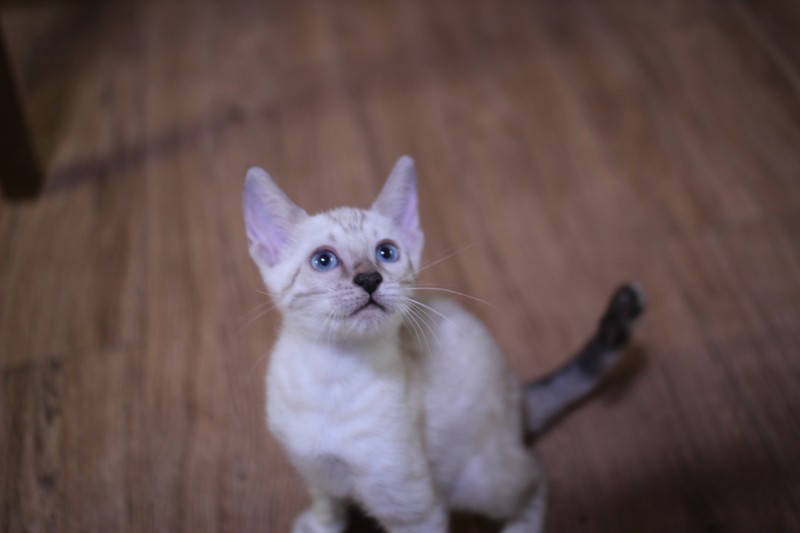 스노우뱅갈고양이 깜찍이 요정 분양해요 관련 이미지 1