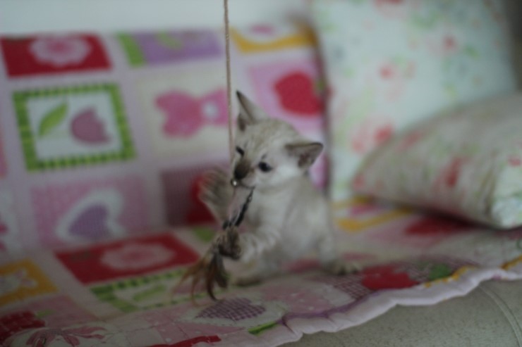 뱅갈고양이 분양 진정한 개냥이란? 관련 이미지 5