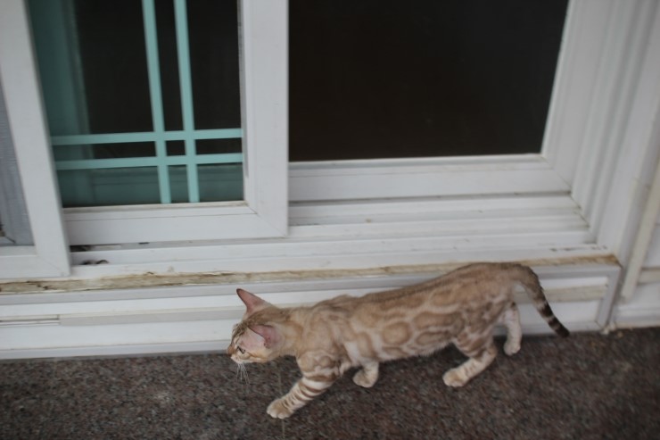 실밍크 뱅갈고양이 남아 킹 입니다~ 관련 이미지 6